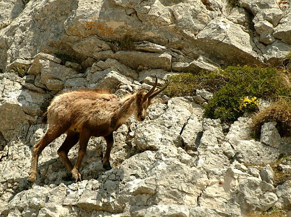 Camoscio d''Abruzzo Rupicapra pyrenaica ornata
